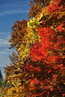 As fantásticas cores de Outono nas ruas de Ashland, no sul do Oregon, nos Estados Unidos